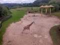ZOO_11