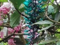 botanicka_14