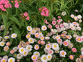 botanicka_5
