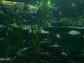 botanicka_8