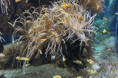 azurove_pobrezi_09