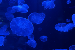 azurove_pobrezi_10